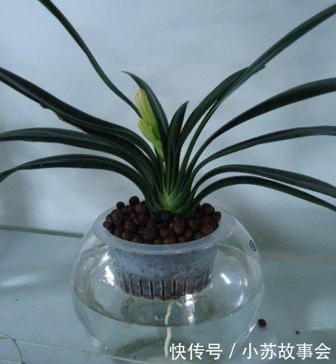 水培|君子兰别用土培了，烂根太严重，就用它养，再也不烂根！