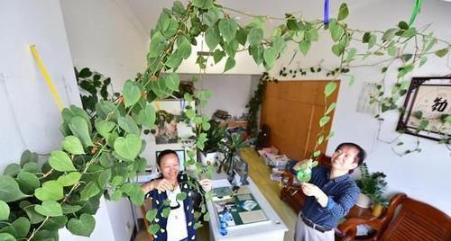 这2样植物就是“天生的水桶”,越浇水枝叶长得越旺盛!