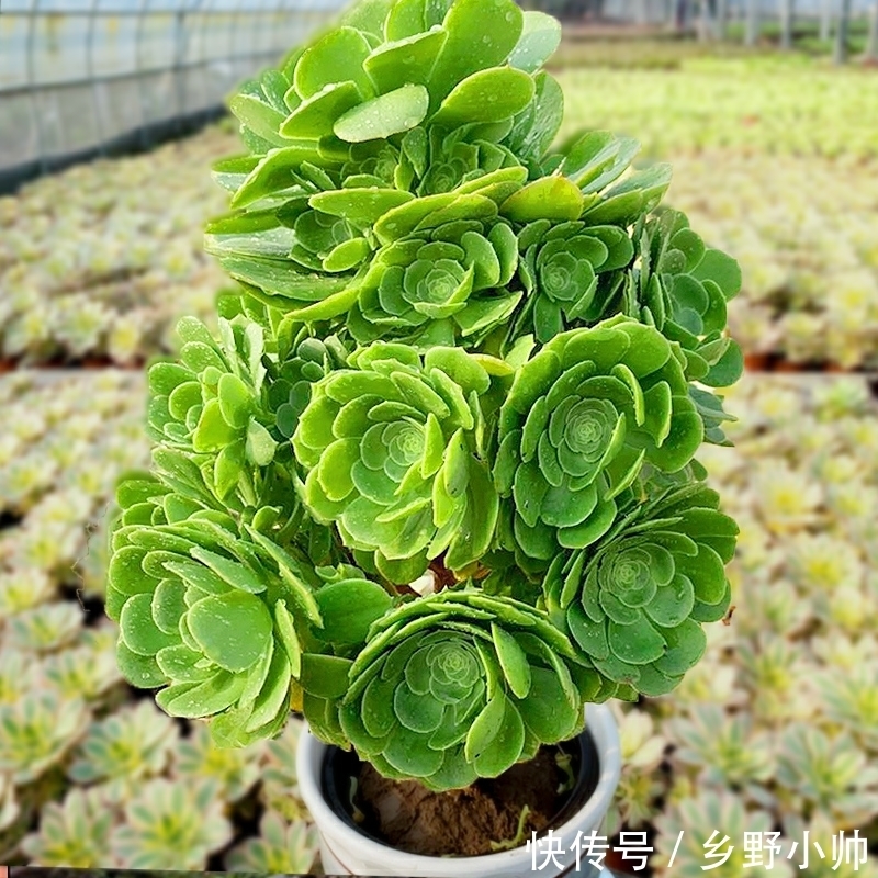 法师|法师还在休眠吗?什么时候开始苏醒?你想知道的都在这里