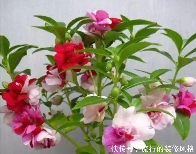 4种花很适合阳台养，花香四溢，花朵烂漫迷人，开花一簇簇4