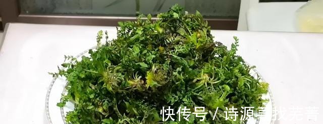 药用价值|农村一种野草叫“咬人草”地里随处可见，如今却是“百草之王”！