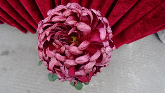 喜欢菊花，不妨养盆优良名菊“黑天鹅”，花色如墨，雍容端庄！