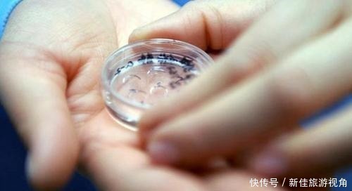 区别|“试管婴儿”和正常孩子有什么区别不在于寿命长短,而是这一点
