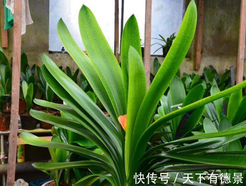 肉质根|8月该如何“唤醒”君子兰？照顾到这4点，盆栽9、10月开花早