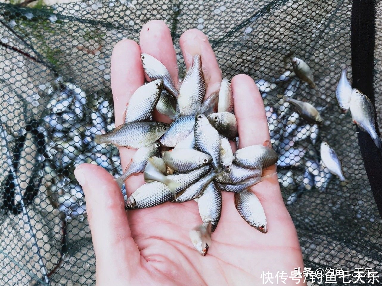 又到了鳑鲏鱼“泛滥”的季节！钓鱼人讨厌它，却不知其浑身是宝