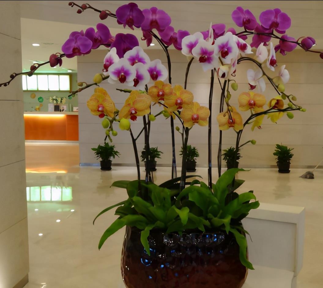 光照|5种“耐阴花”，养在北阳台上不见光，开花也很爆