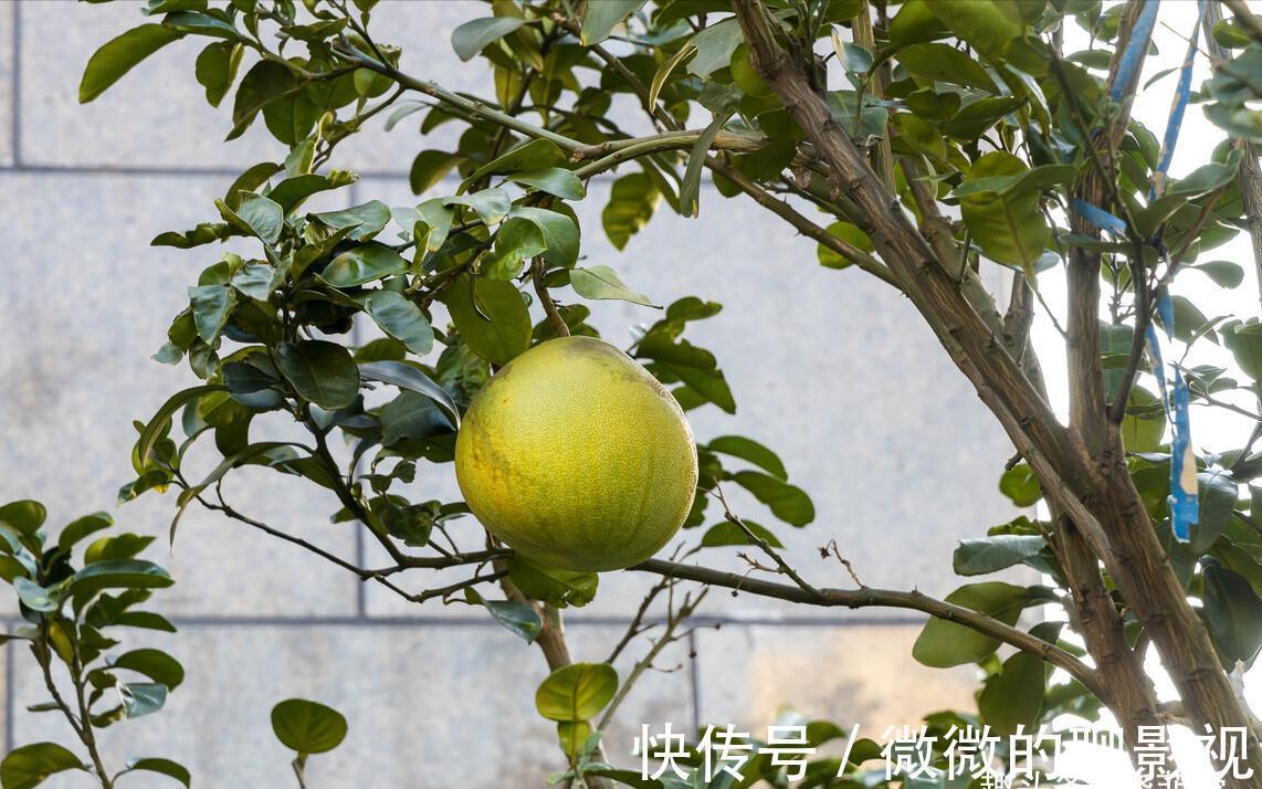 7种“旺宅树”,家有空地建议种一棵,能吃好看,旺财添福寓意好