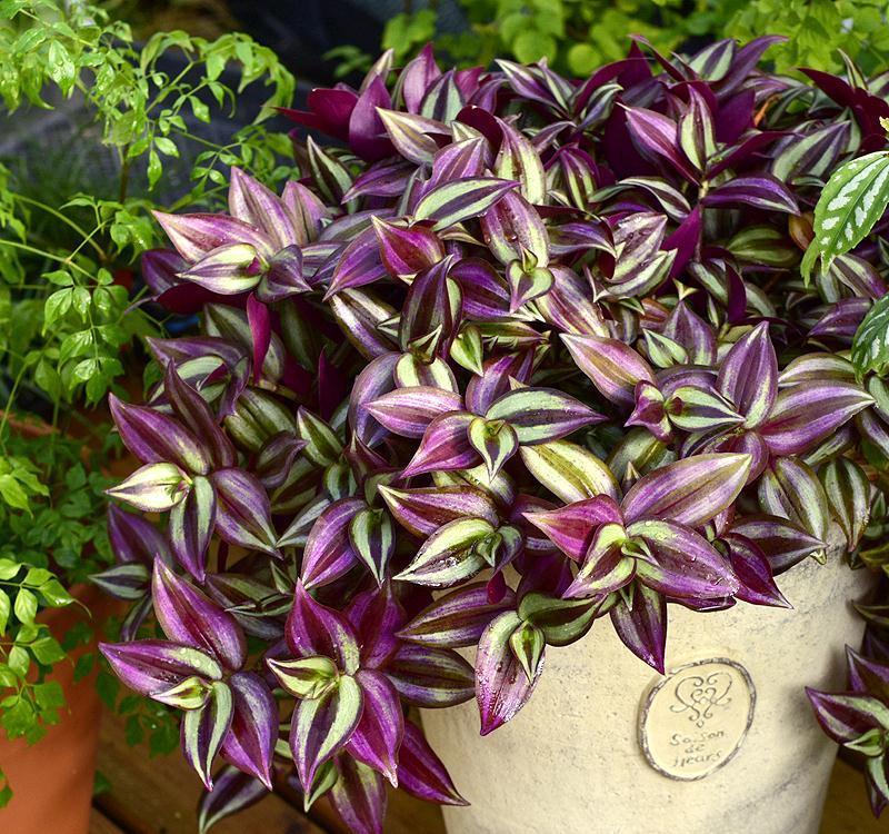 16种耐阴花，就算阳光不足，也能年年生长、开花