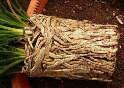 正确|5种花“专吃土”,砸开花盆全是“大块根”,这么做才正确