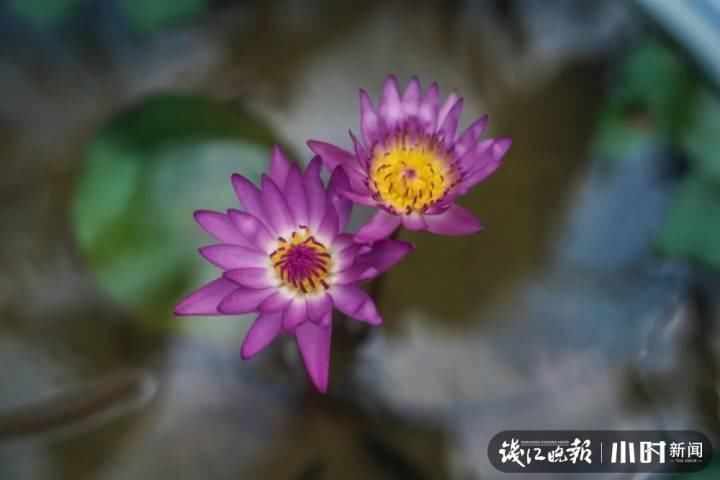 三潭印月|美炸了！三潭印月睡莲中的“大姐大”王莲，开了今年的第一朵花