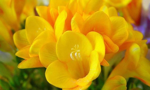 家里养这种“浪漫花”，开花好看名字好听，养一株就赚了