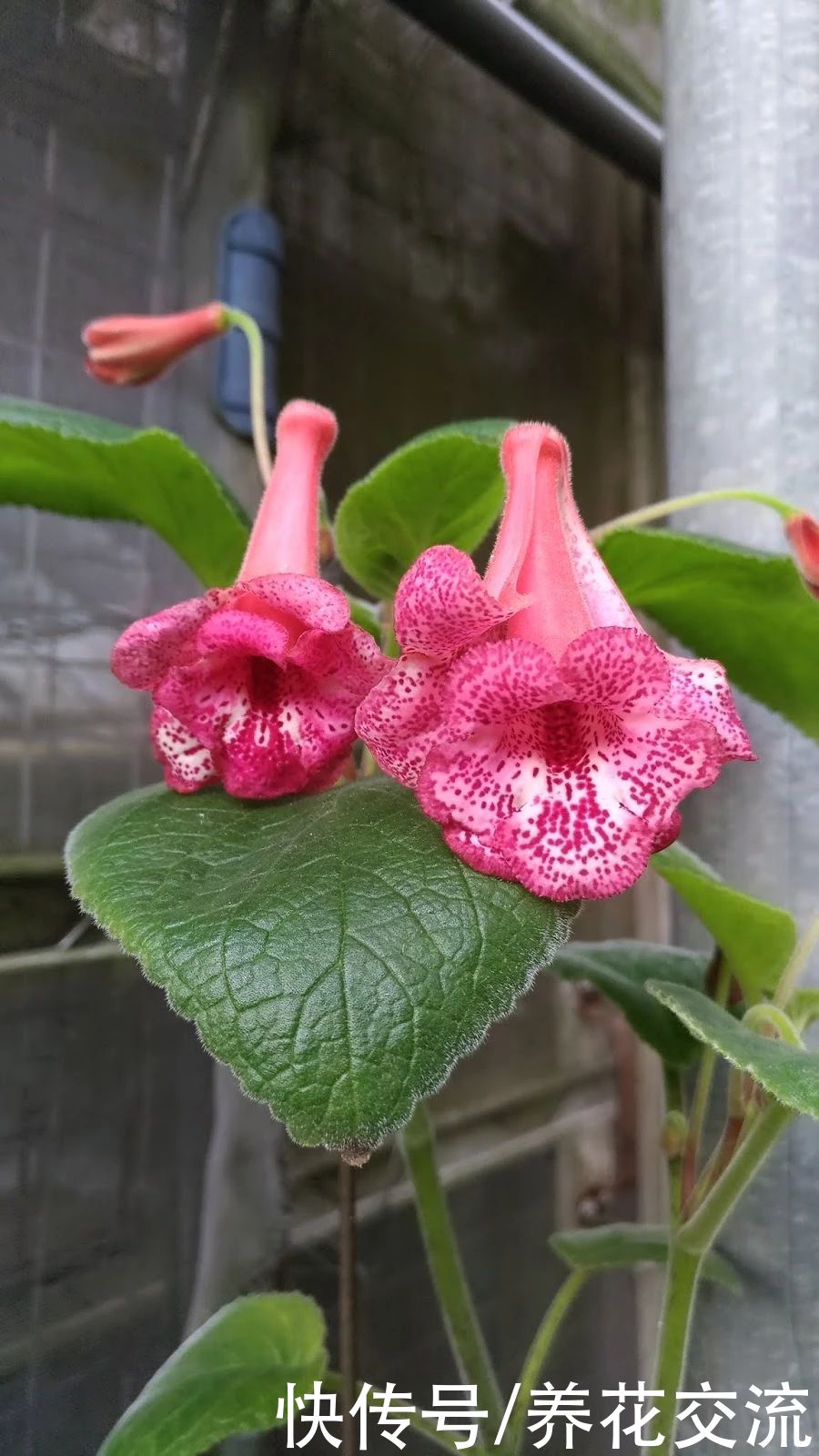  植物|耐阴室内开花植物“大家族”，低光照可开花，植株小巧，适合新手