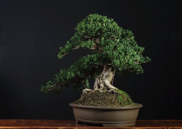 收藏|惊艳的6大盆景造型,中国植物艺术的巅峰,收藏起来