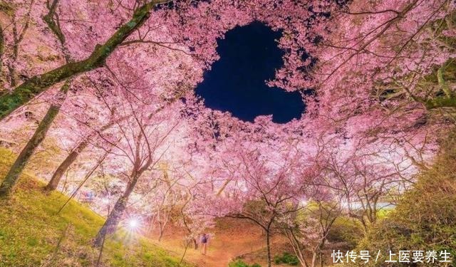 这7种树最能出效果,一旦花开就是人间仙境,花期最长可达半年!