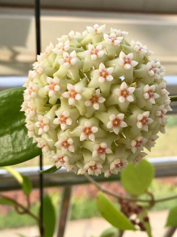 喜欢养花,不如养盆羊脂玉花,种植容易,扔进土里就能成活