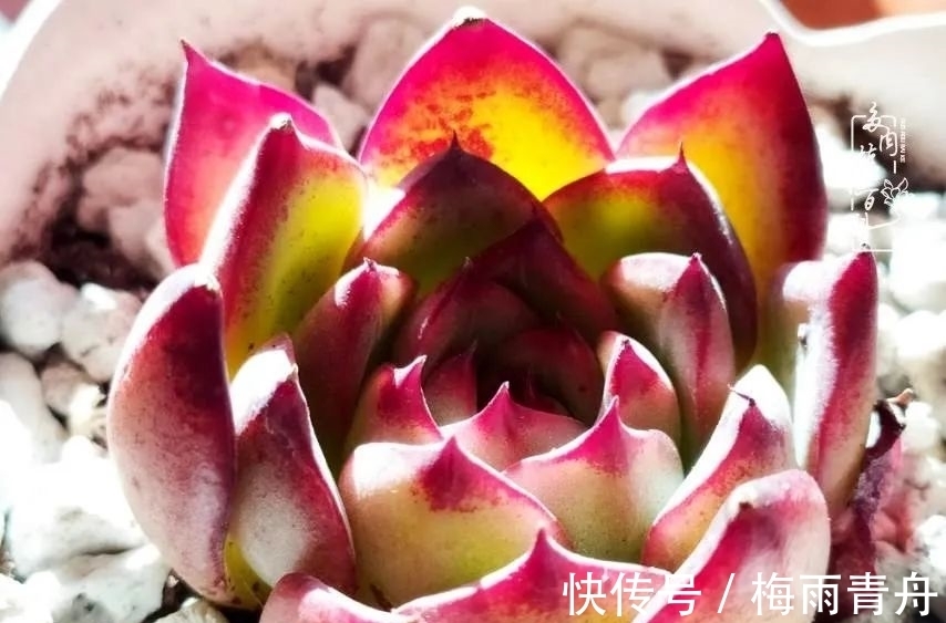 爱上多肉:何须浅碧轻红,自是花中一流!