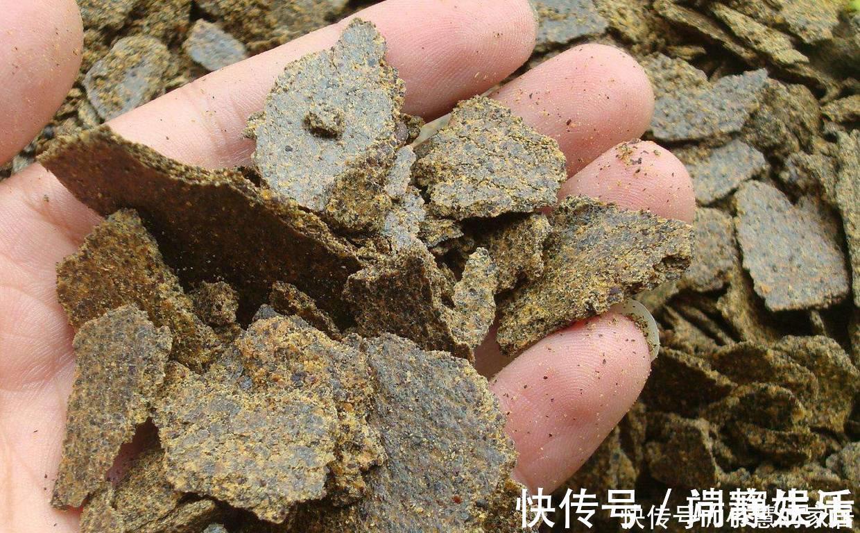 黄豆|家里有这3种东西不要扔，你以为是垃圾，可它们是植物最好的肥料