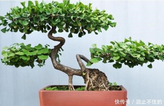 盆景十大名贵树种,你认识几种!