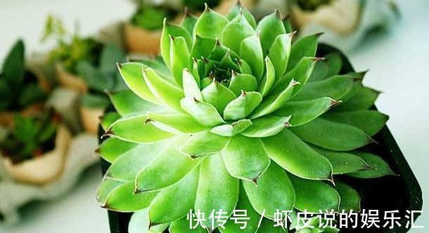 冬季多肉怎么养,做好3点,叶片上色快,轻松养出好状态