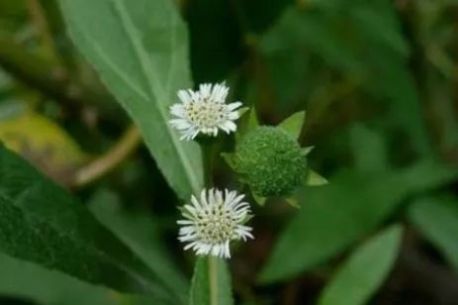  鳢肠|农民种植一常见的野草，才知价值高能补肝肾，白发、脱发不用愁！