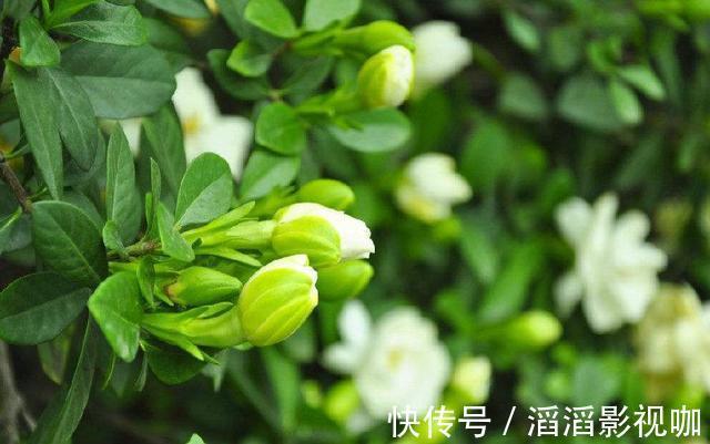 栀子花|栀子花度夏难，几个关键的养护知识你要知道，枝繁叶茂