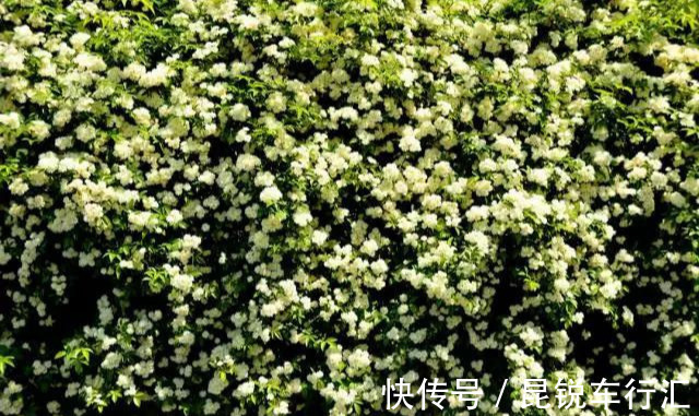 砧木|花开像月季，易爆花，-20℃冻不死，好养活不生病，比桂花香10倍