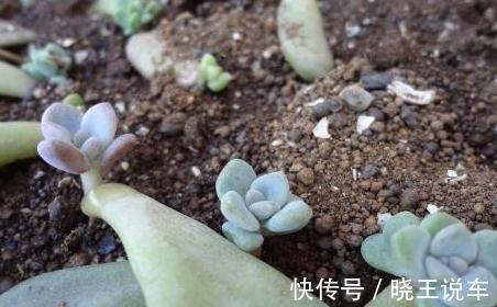 美人|颜值高却皮实好养的美人多肉植物,一言不合就爆盆,冬美人多肉