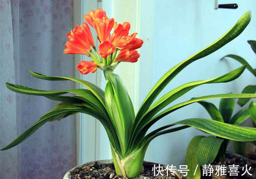 君子兰是个小馋猫，入秋后多用这3种零食，当花肥开花多