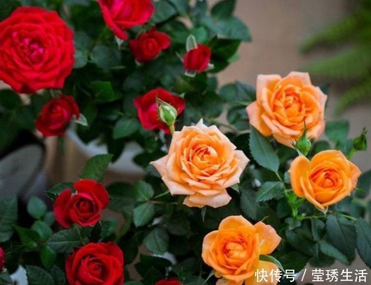 种花|4种花深受花友的喜欢，沾土就能活，开花就爆盆，不易生病好养护