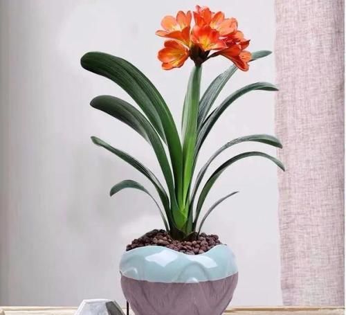 酒瓶兰|适合男人养的四种花,大气又稳重,旺财又旺运,早看早知道!
