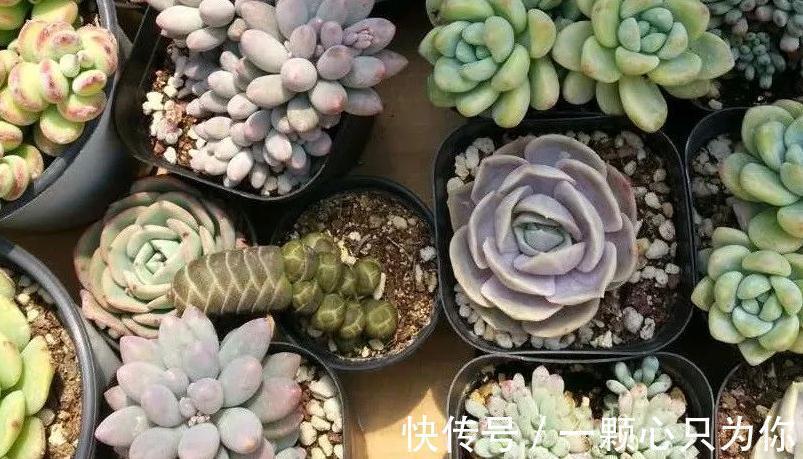 养死|刚买的多肉植物怎么养才不会死，你需要做好这几件事