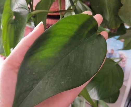 柳树|什么生根粉、维生素,都不如“1块它”,扔盆里,根壮叶绿花爆盆