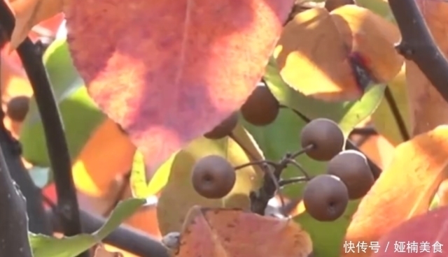 犹如|有种水果仅乒乓球一般大，生吃犹如“嚼蜡”，浸泡甘草汁才最美味