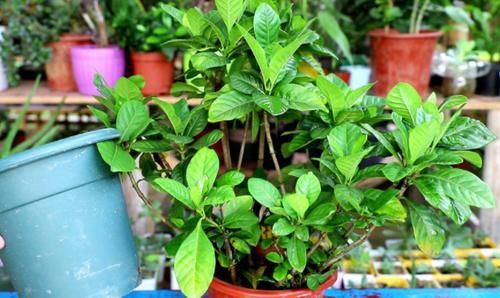 当盆栽状态不佳时，别烦恼，用好草木灰，黄叶不再是问题