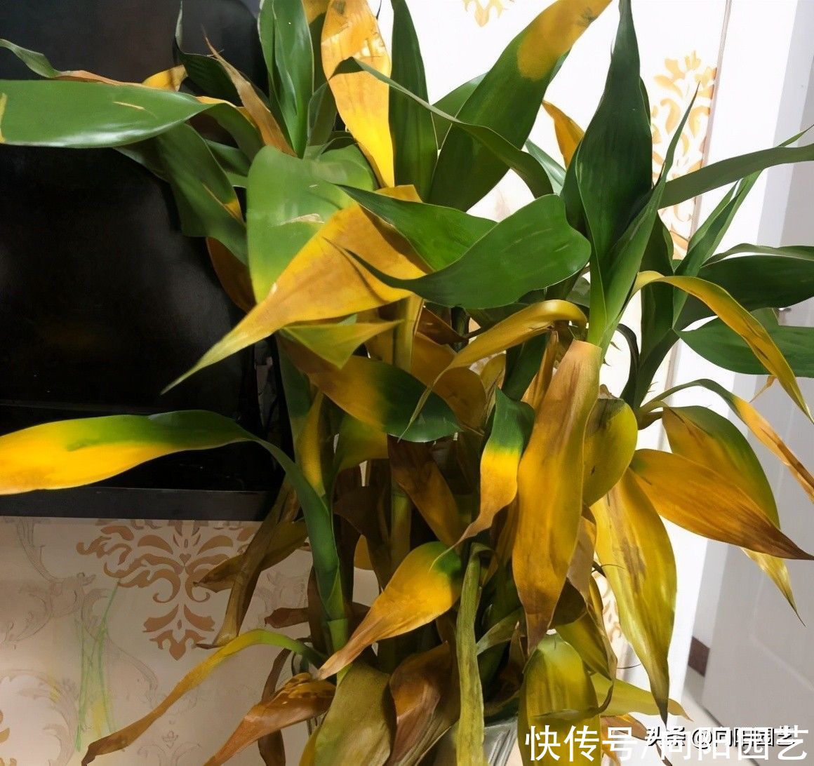 黄叶子|富贵竹不长根，用矿泉水发根，大白根一周长满瓶子，叶子油绿绿