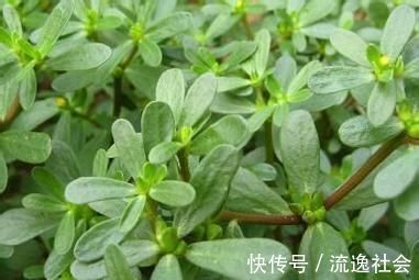 糖尿病人|糖尿病不要慌！常吃6种“降糖食物”，帮你摆脱高血糖的纠缠