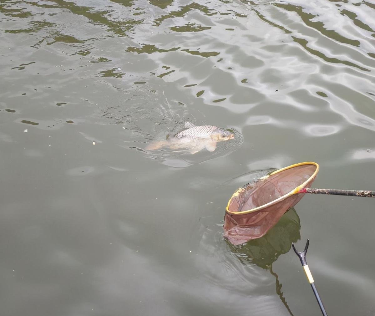 钓鱼时不能大声说话,声音会把鱼吓跑,鱼真能听到人说话吗?