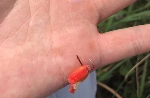 橡皮筋|农村大爷制作特殊味道的臭谷子,钓大鲤鱼一拉一个准,配方公开!