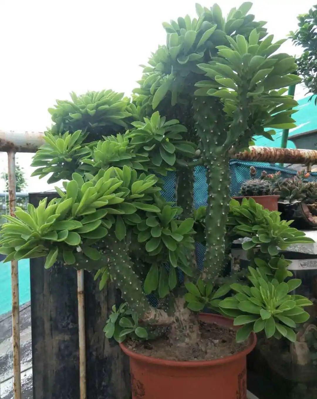 养花：6种“丑八怪”，放在家里能镇宅，养的越久越气派