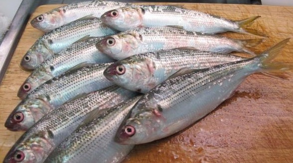 油炸|这种鱼在日本价格昂贵并且罕见,在中国却常见,国人直接油炸!