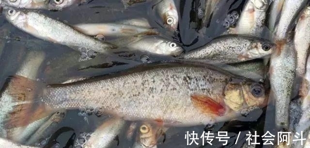 表哥|鱼肉保鲜，到底要不要去内脏？教你正确方法，吃着跟活鱼一样新鲜