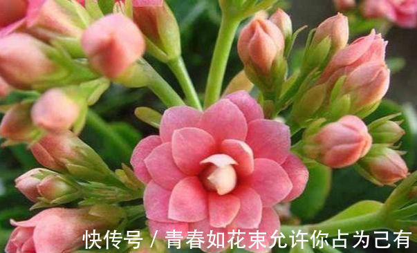 盆栽|这几种花卉盆栽号称“天然空气清道夫”,养上一盆,不失眠睡得香