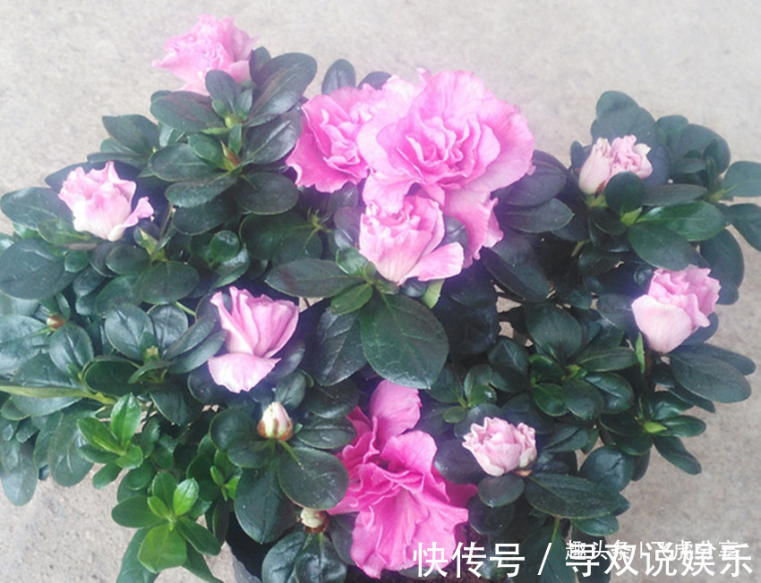 黄叶|养杜鹃、枙子花、茶花用它喷一喷,不发黄、不掉叶,花苞挂满枝