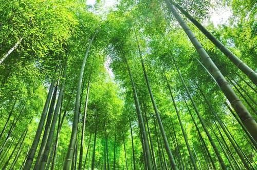 中国最大竹海，坐落在著名竹乡，《卧虎藏龙》经典片段就由此产生