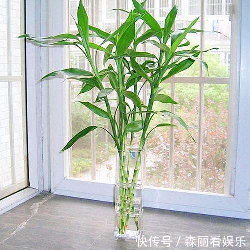 富贵竹要怎么养能晒太阳吗掌握方法，将富贵竹养得根壮叶绿