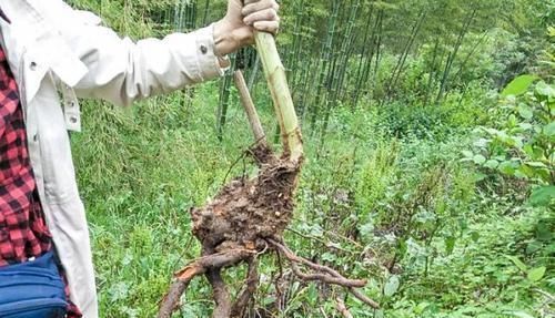 野果|农村河边的一种野果,常被误认为“甘蔗”,如今才知价值高