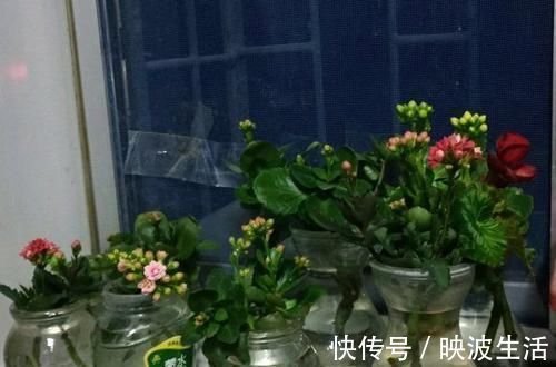 绿萝|3种花不好养,不如直接丢水里,蹭蹭生根开花,花开轻松爆满盆