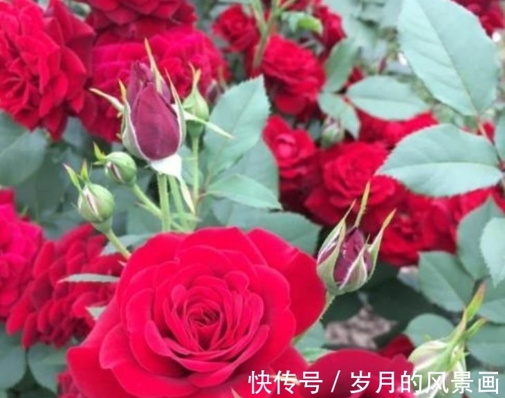 养此款花卉，花大服盆快，四季繁花似锦，姿色艳丽