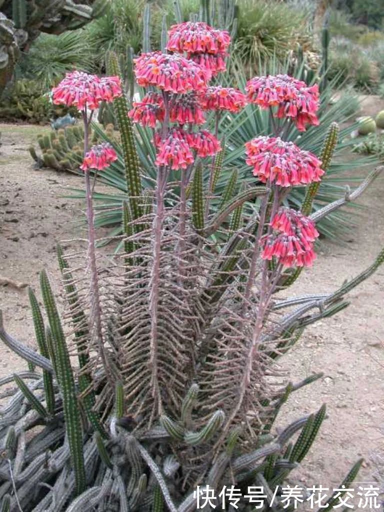 品种|不死鸟多肉夏天随便养不会挂,品种很多,冬春开花就特好看