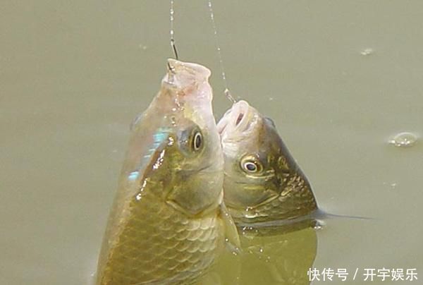 钓鲫鱼老钓友选择鱼钩，多半是根据下面几点